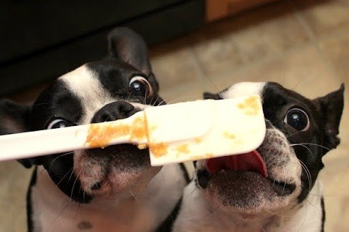 boston terriers hungry