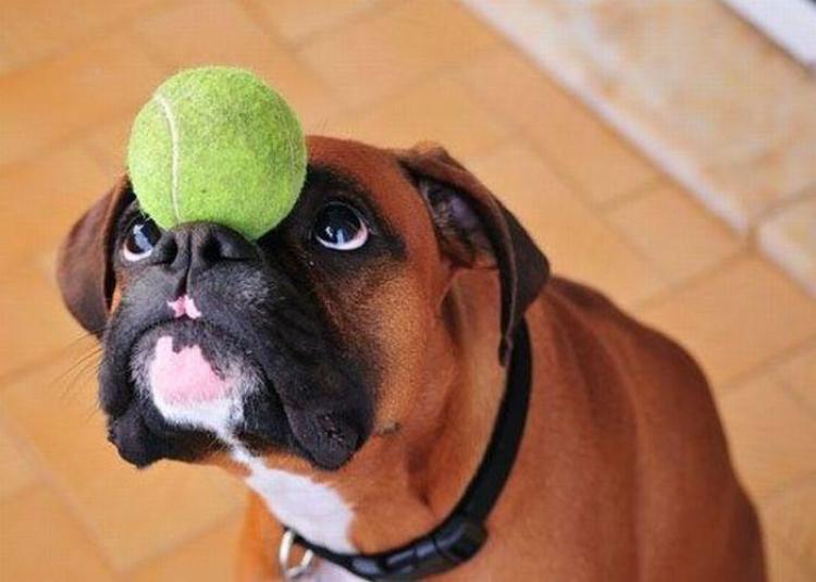 boxer dog ball