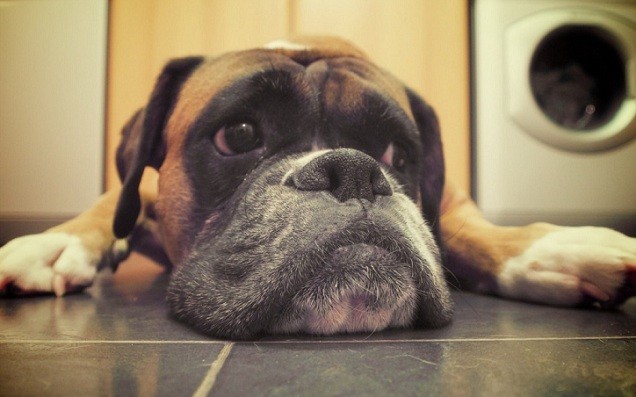 boxer dog face floor