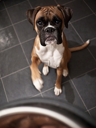 boxer dog hungry