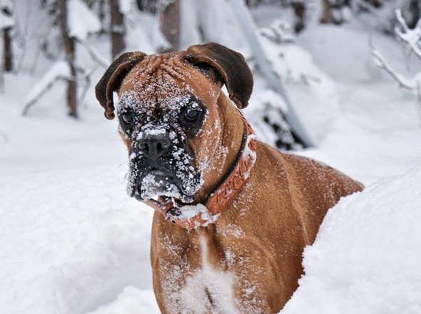boxer dog in snow