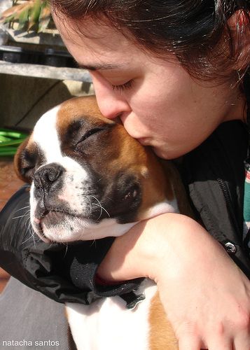 boxer dog kiss