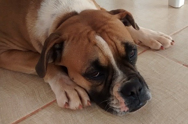 boxer-dog-on-floor.jpg