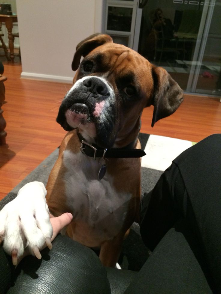 boxer dog talk