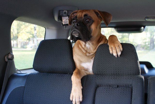 boxer in car