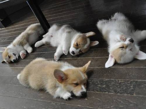 corgi dogs puppies sleep floor cute