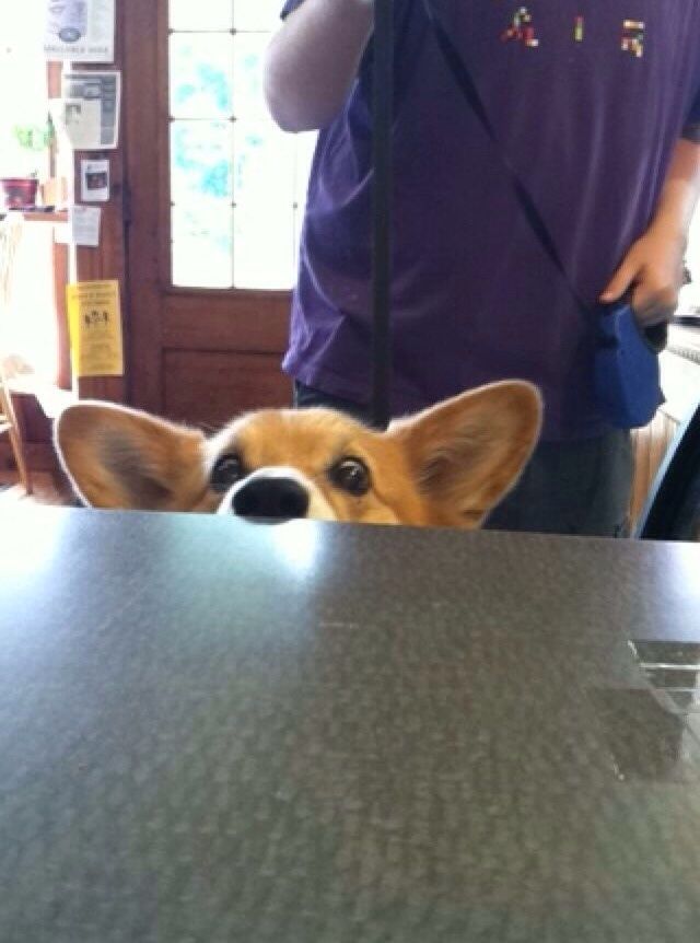 corgi eyes begging table