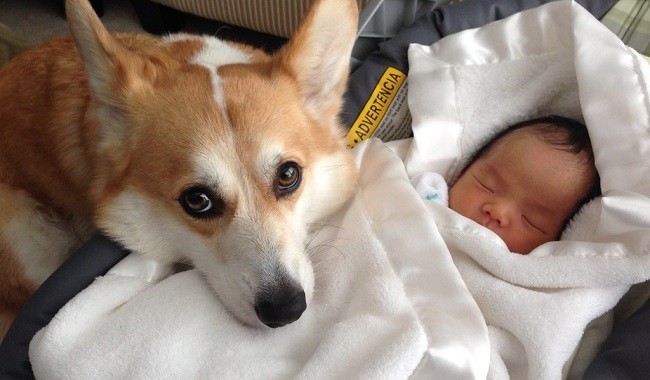 corgi kid pics cute