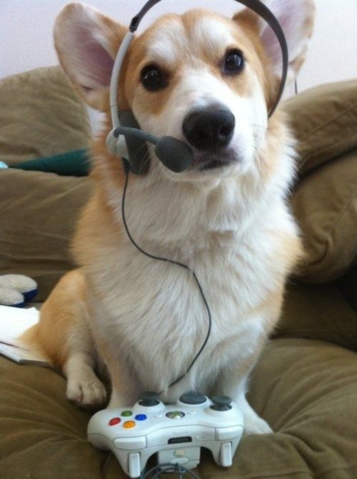 corgi listen to music