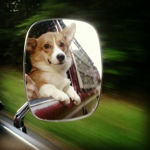 corgi mirror drive