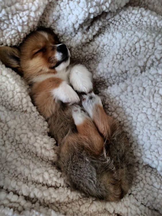 corgi nap time sleep