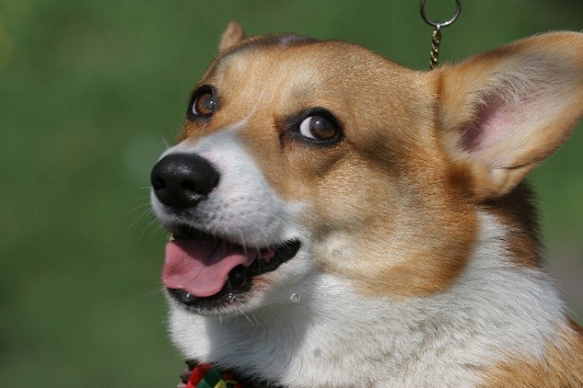 corgi pics face eyes