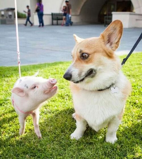 corgi pig funny friends