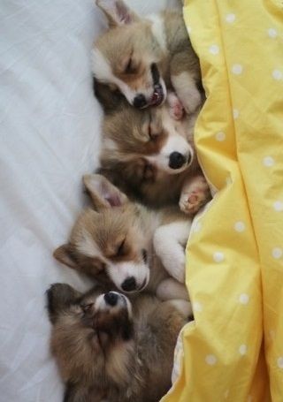 corgi puppies on bed dogs