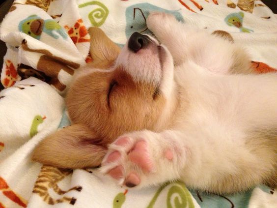 corgi puppy sleep style