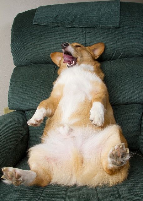 corgi sitting sleeping sofa