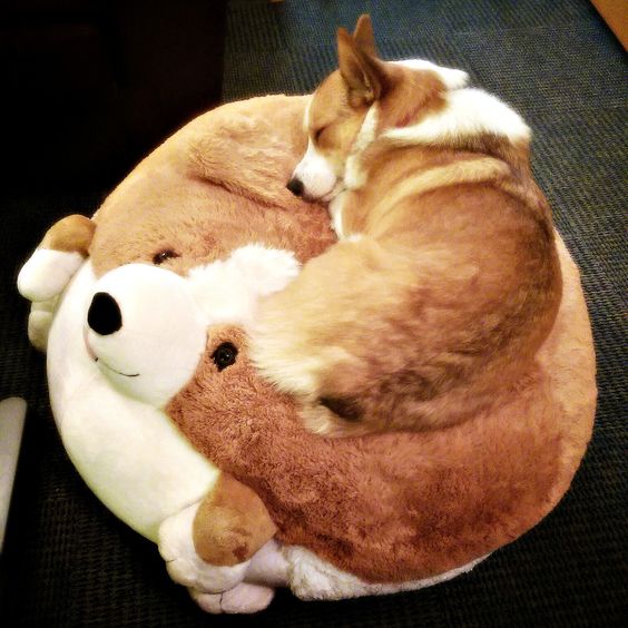 corgi sleep funny