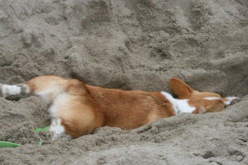 corgi sleep sand funny dog