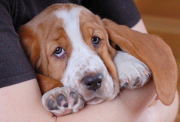 cute-basset-hound-puppy.jpg