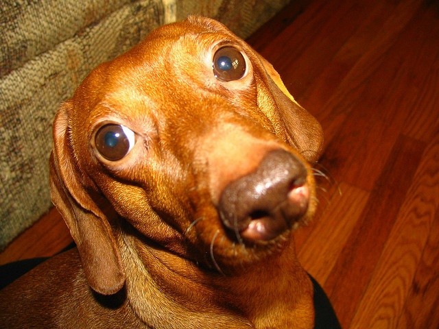cute dachshund face closeup
