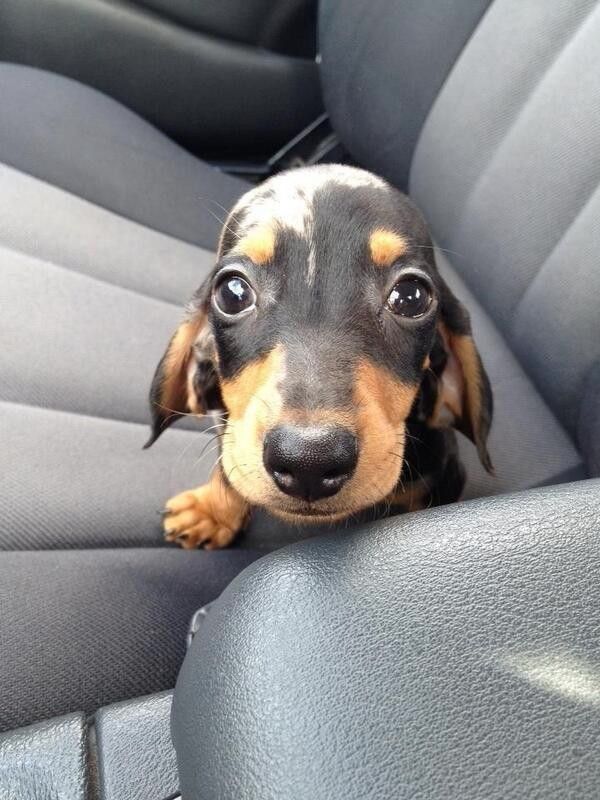 cute dachshund puppy eyes