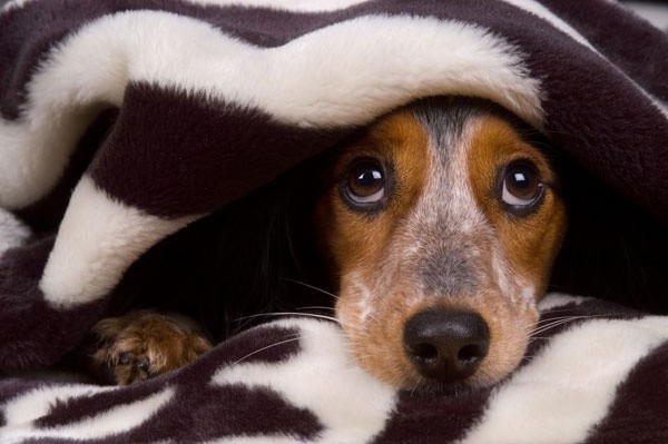 cute doxie face dachshund