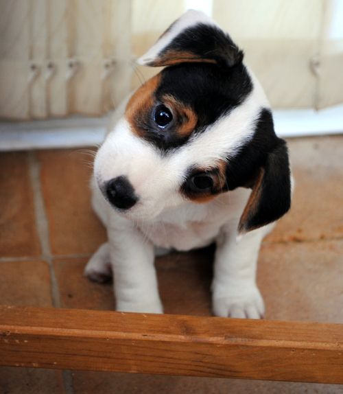 cute jack russell puppy photo thinking
