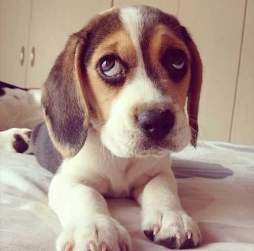 cute puppy beagle