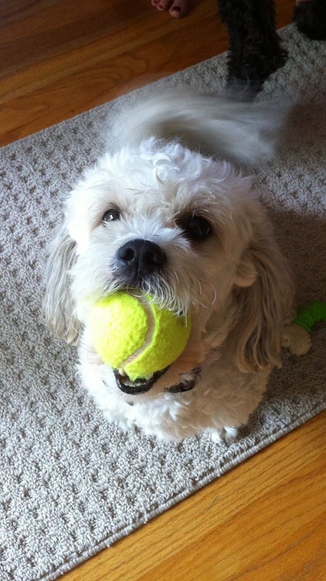 cute shih tzu play ball walk