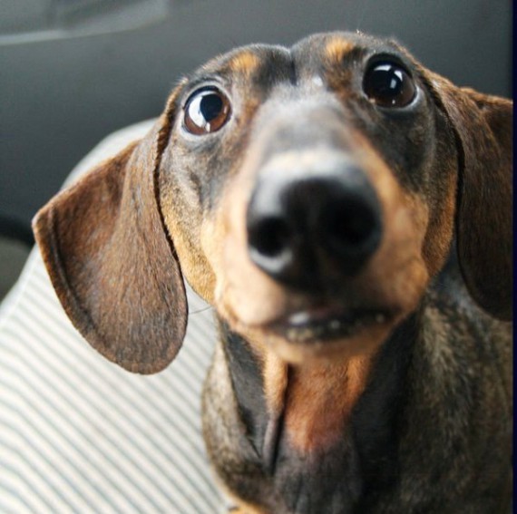 dachshund eyes face closeup