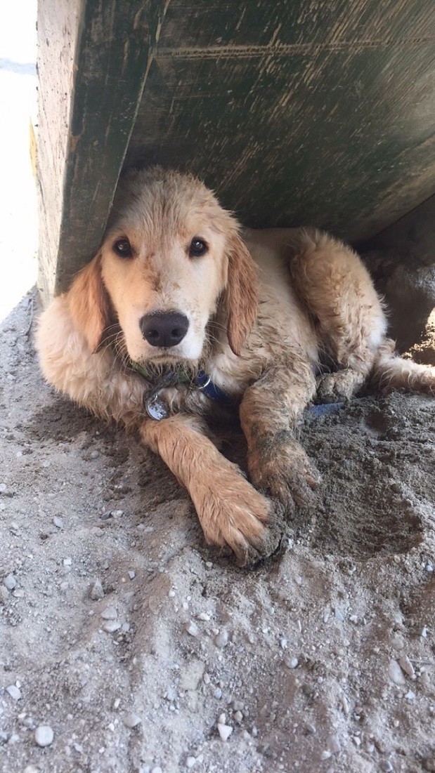 dirt golden retriever rest