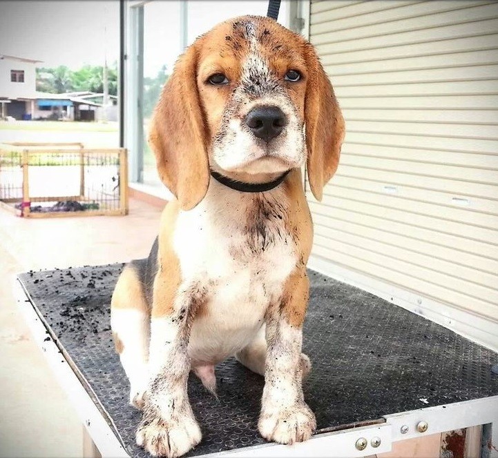 dirty beagle photo dog