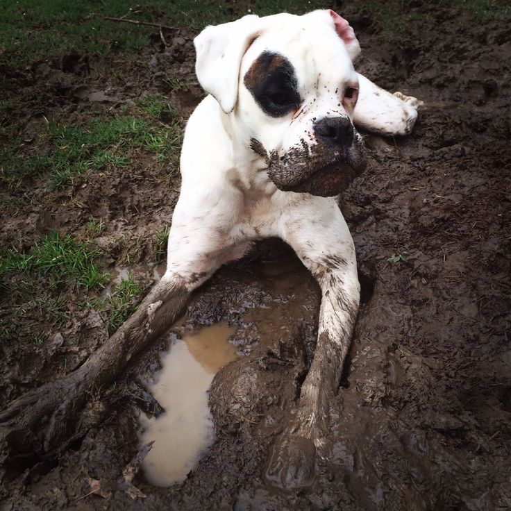 dirty boxer