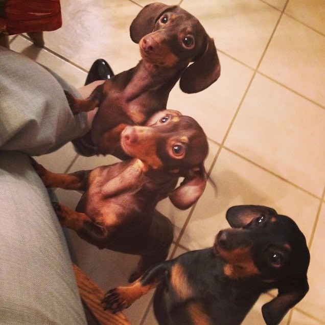dogs begging dachshunds