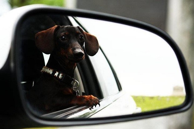 doxie mirror dog car