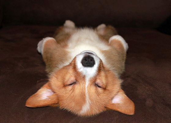 dreams corgi puppy sleep