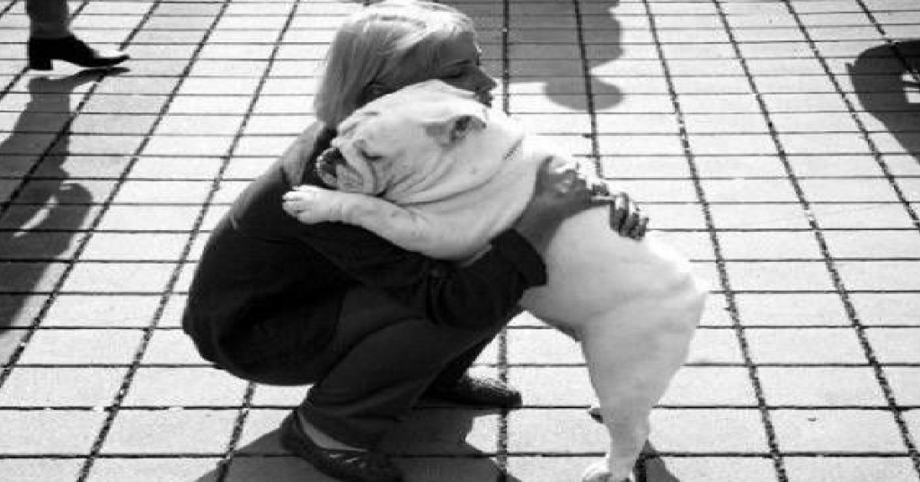 english bulldog hug