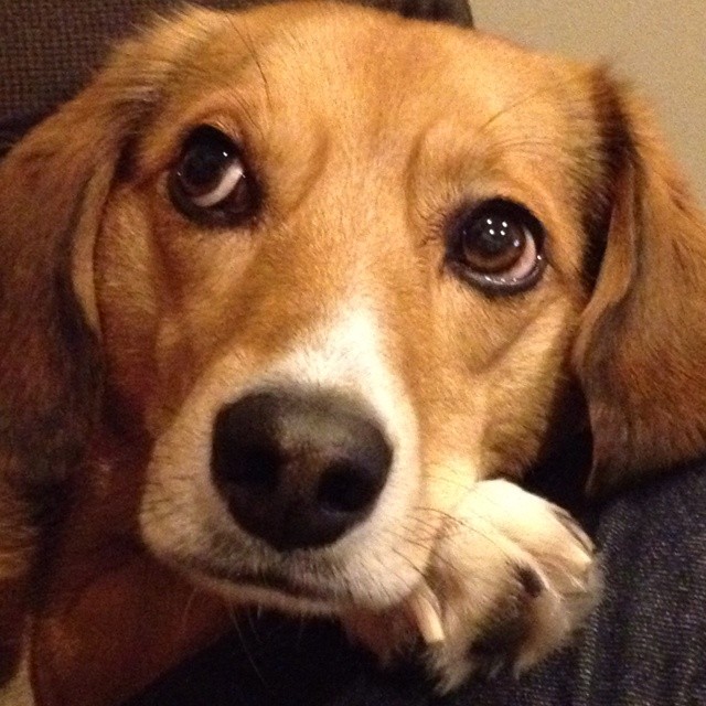face eyes beautiful dog beagle