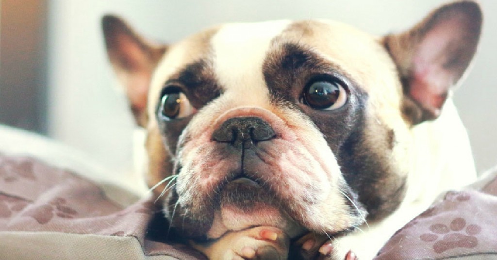 french-bulldog-pros-and-cons-edited