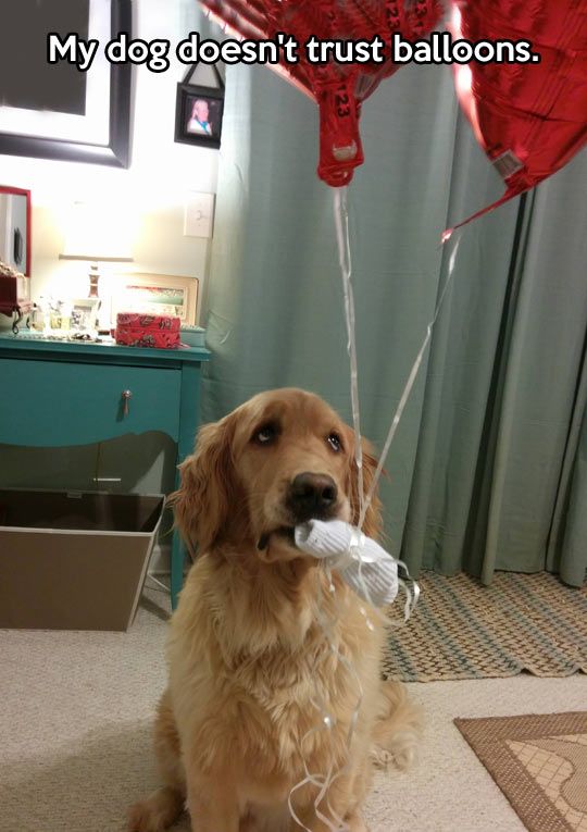 funny golden retriever balloons