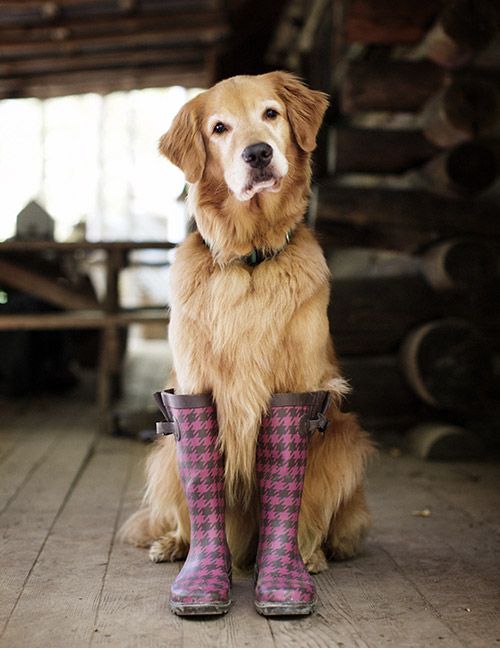 funny golden retriever boots pics