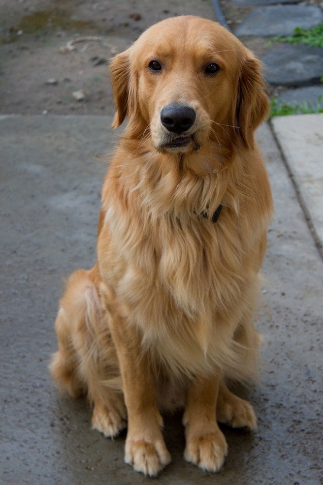 funny golden retriever sitting photo