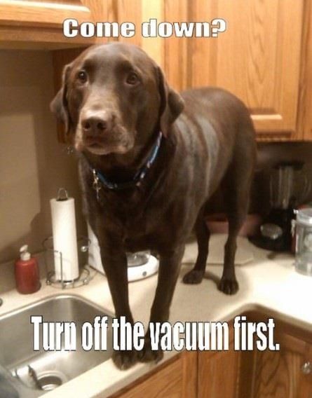 funny labrador dog pics