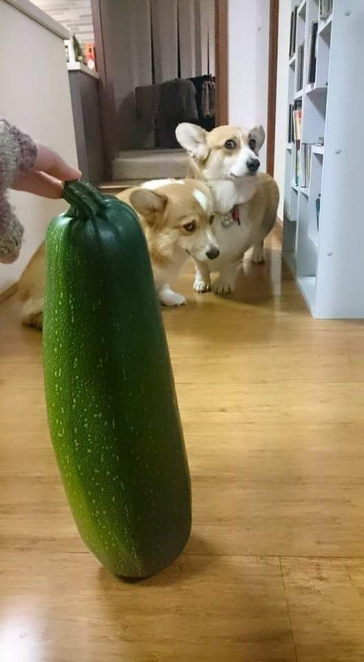 giant Zucchini, Frightened Corgi