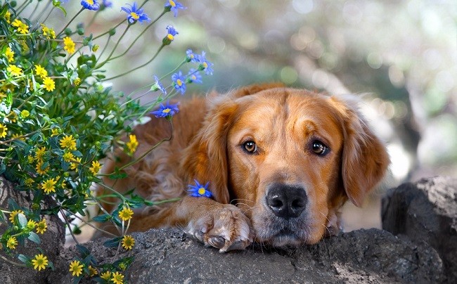 golden retriever eyes face dog