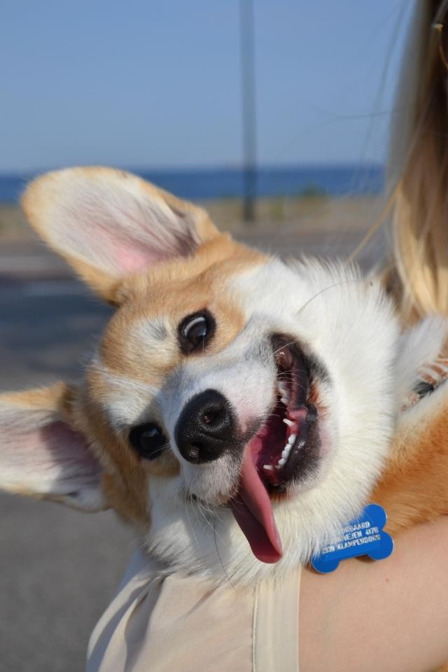 happy corgi hug woman