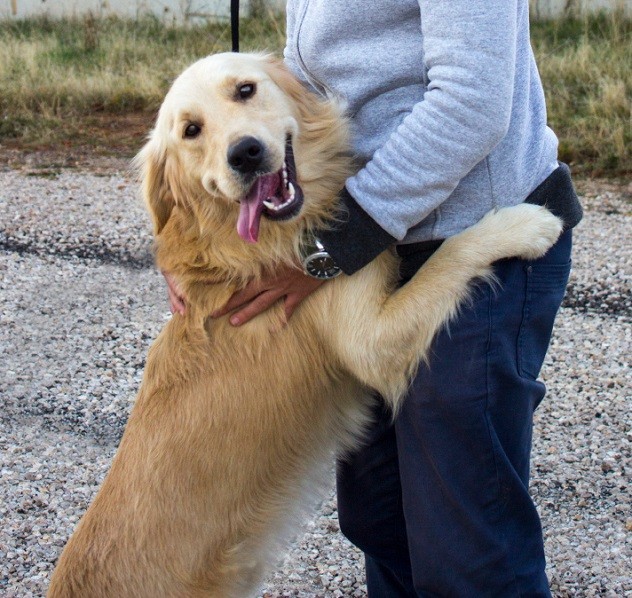 happy golden retriever