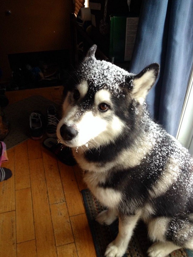 husky snow sitting photo