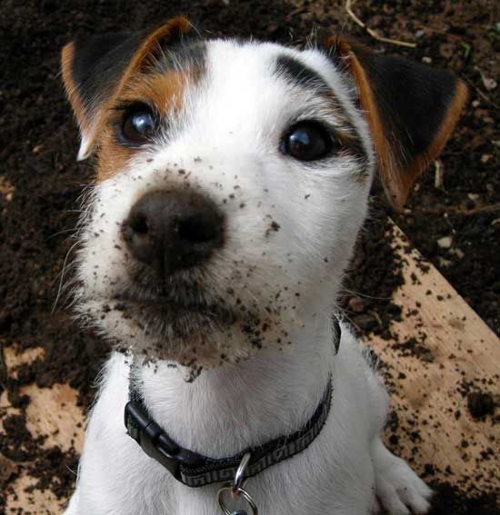 jack russell dirty face