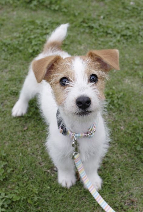 jack russell puppy dog cute